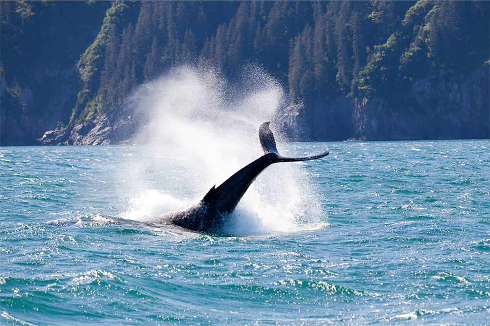 Alaska whale